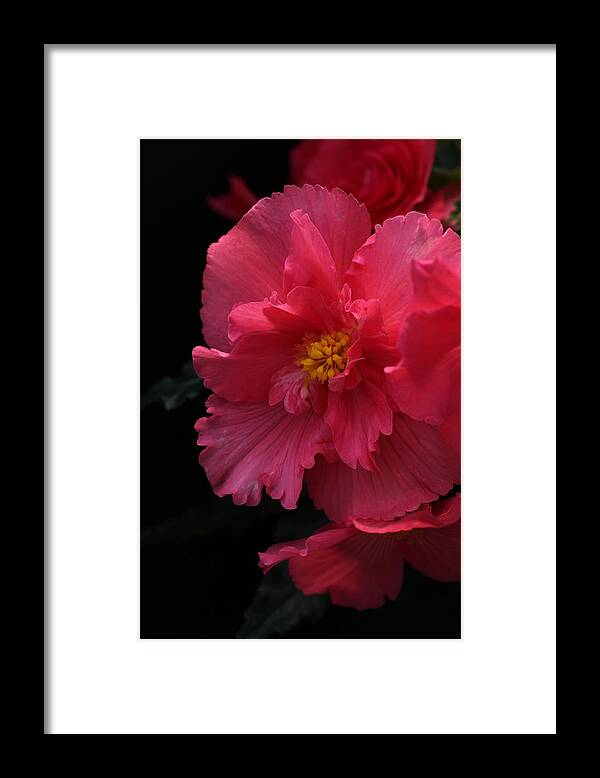 Flower Framed Print featuring the photograph Begonia by Tammy Pool