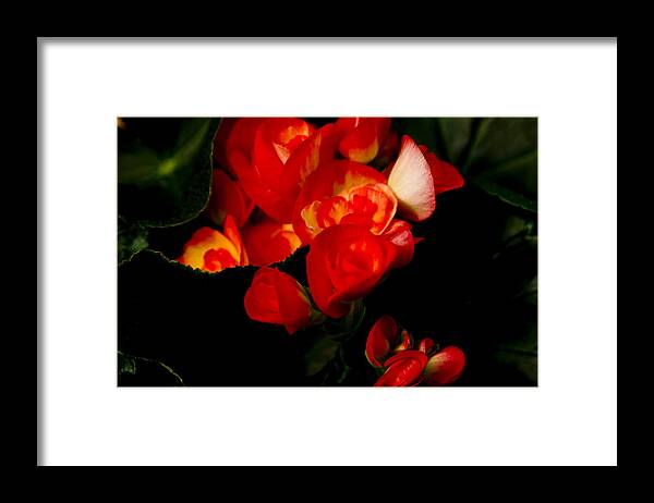 Bromeliad Framed Print featuring the photograph Begonias by John Ater