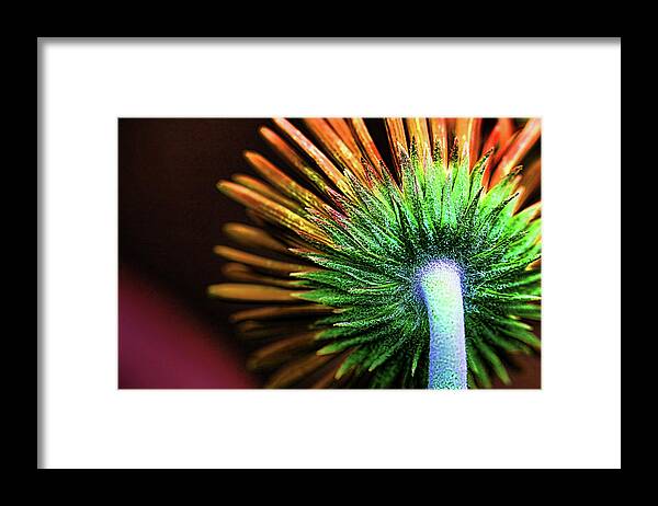 Flower / Behind / Orange / Spring Framed Print featuring the photograph Behind Me by Susan Campbell