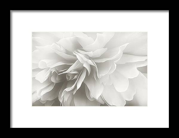 Flower Framed Print featuring the photograph Behind the Veil by Darlene Kwiatkowski