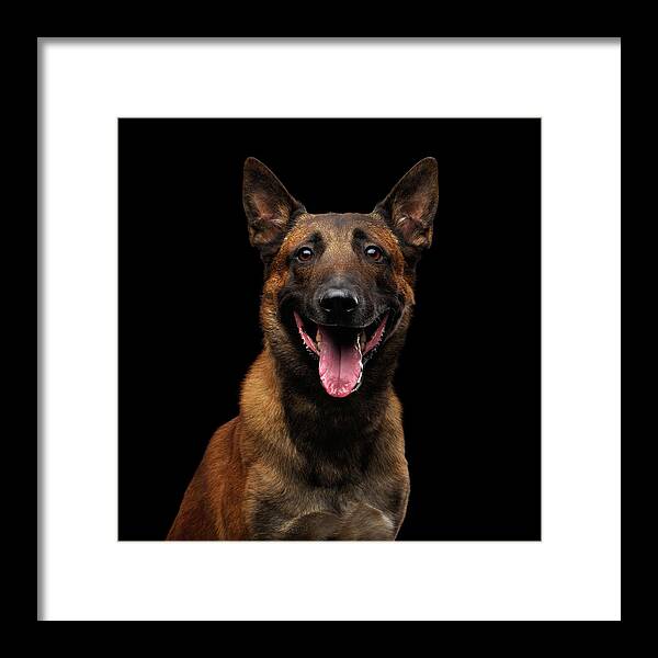 Dog Framed Print featuring the photograph Belgian Shepherd Dog malinois by Sergey Taran