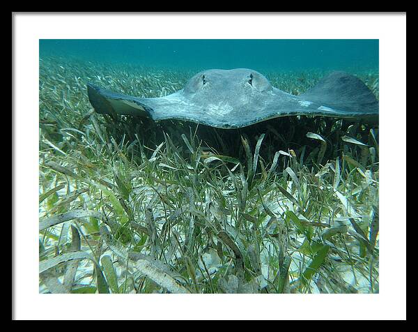 Sting Ray Framed Print featuring the photograph Belize Sting Ray by Dan Podsobinski