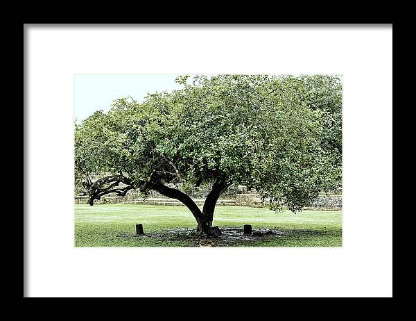 Tree Framed Print featuring the photograph Belize Tree by Linda Constant