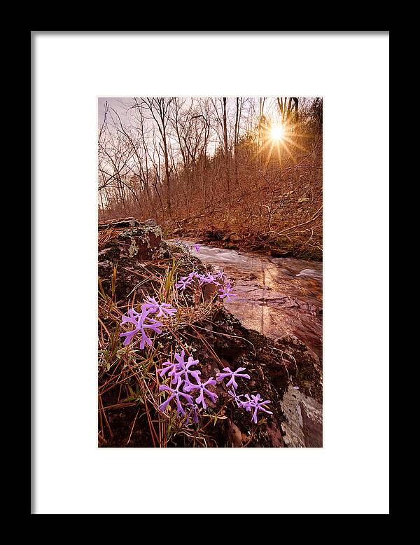 Flowers Framed Print featuring the photograph Bell Mountain Wilderness, Missouri. Shut-ins Creek Hike. by Robert Charity