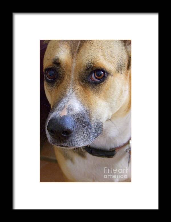Animals Framed Print featuring the photograph Bella by Mary Deal