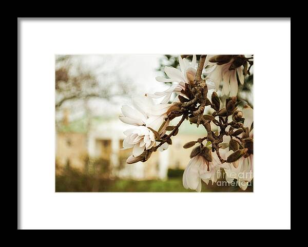 Floral Framed Print featuring the photograph Bellevue Mansion Botanical / Nature / Floral Photograph by PIPA Fine Art - Simply Solid