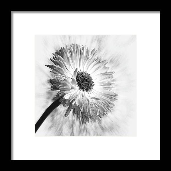 Beautiful Framed Print featuring the photograph Bellis In Mono 
#flower #flowers by John Edwards