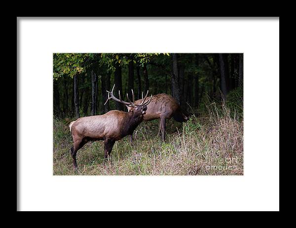 Elk Framed Print featuring the photograph Bellowing by Andrea Silies