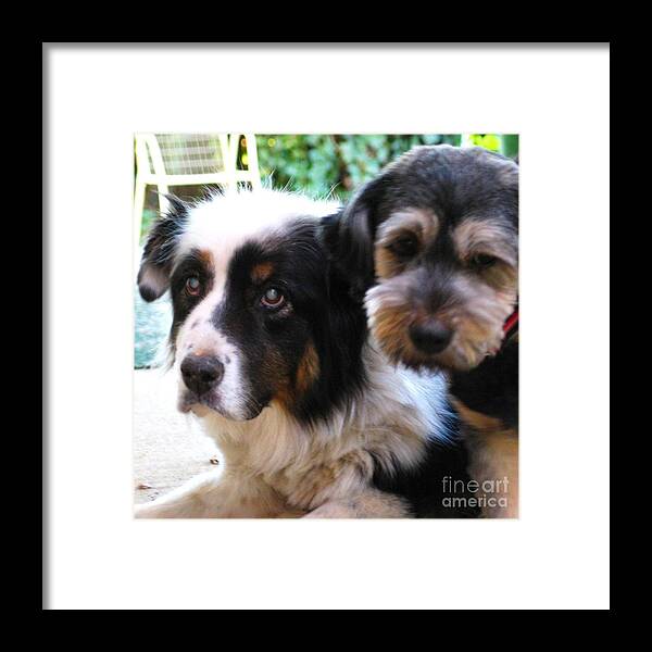 My Pets Framed Print featuring the painting Beloved Pets by Hazel Holland