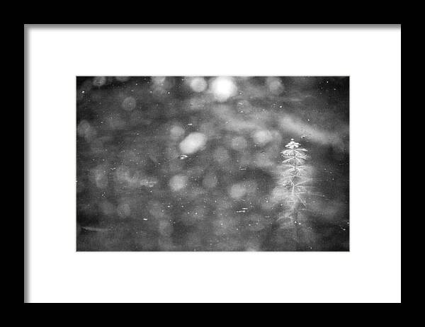 Plants Framed Print featuring the photograph Below_the_Surface by Sophia Pagan