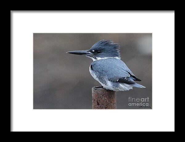 Belted Kingfisher Framed Print featuring the photograph Belted Kingfisher by Steve Javorsky