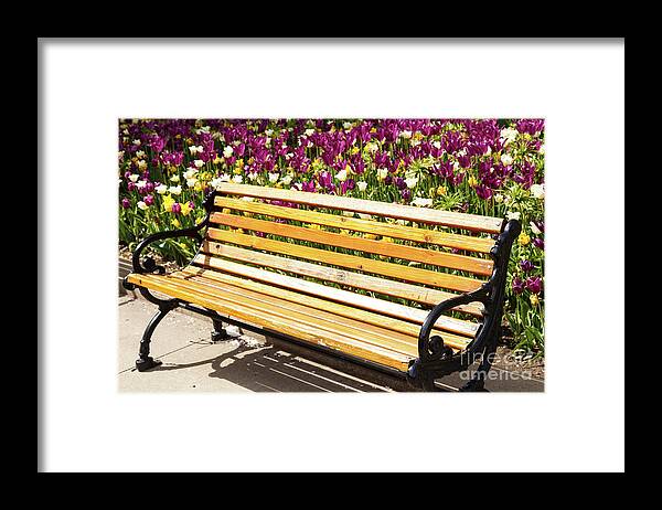 Tulips Framed Print featuring the photograph Bench in the Tulips by Terri Morris