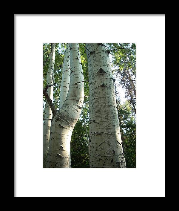 Aspen Trees Framed Print featuring the photograph Bend in Time by Sara Stevenson
