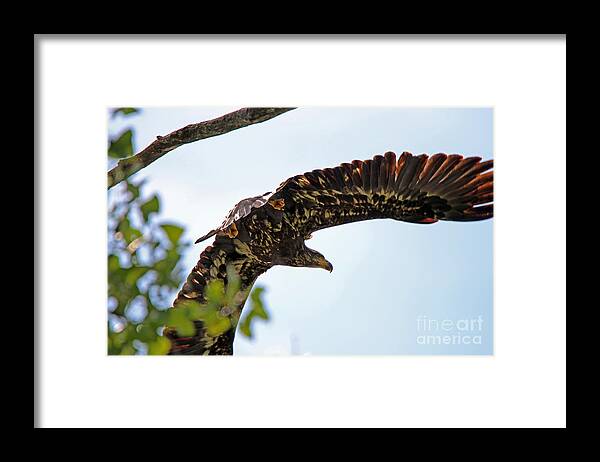Beneath The Wings Of An Eagle Framed Print featuring the photograph Beneath the Wings of an Eagle 9038 by Jack Schultz