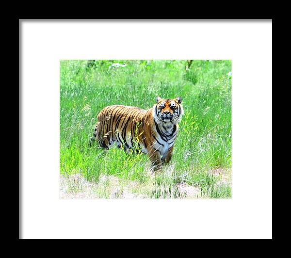Tiger Framed Print featuring the photograph Bengal Tiger in Meadow by Amy McDaniel