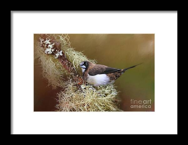 Bengalese Finch Framed Print featuring the photograph Bengalese Finch by Eva Lechner