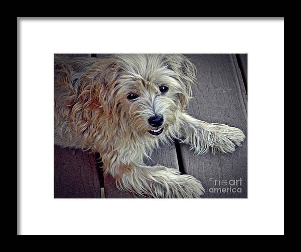 Dog Framed Print featuring the photograph Benjy Girl by Sarah Loft