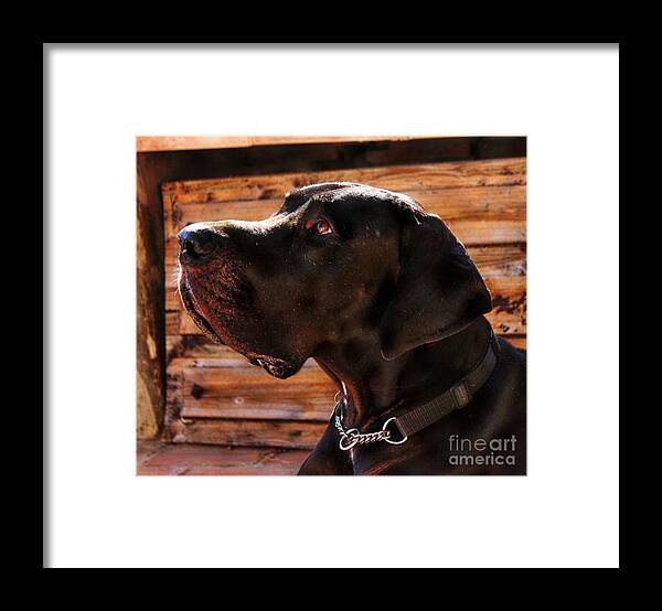 Great Dane Framed Print featuring the photograph Benson by Clare Bevan