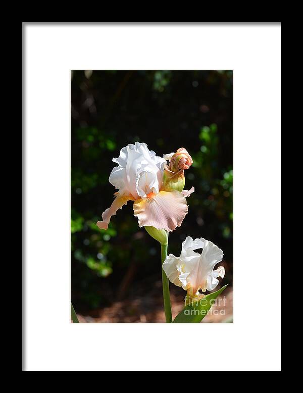 Bent On Beauty Framed Print featuring the photograph Bent on Beauty by Maria Urso