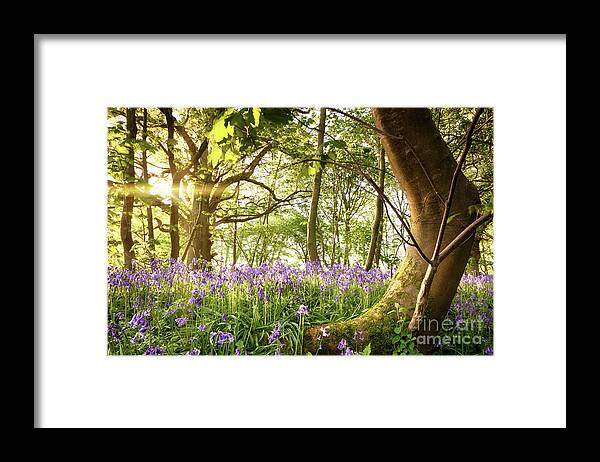Forest Framed Print featuring the photograph Bent tree in bluebell forest by Simon Bratt