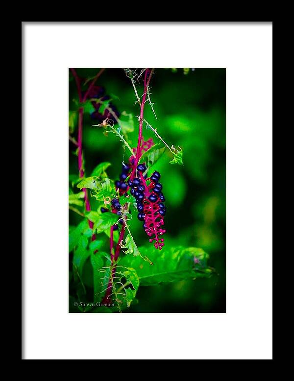 Berries Framed Print featuring the photograph Berries a Wild by Shawn M Greener