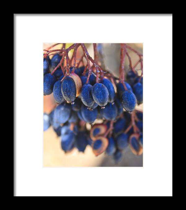 Berries Framed Print featuring the photograph Berries Blue Too by Scott Wood