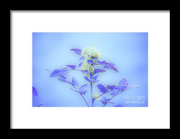 Floral Framed Print featuring the photograph Berries on blue by Merle Grenz