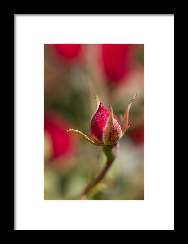 Flower Framed Print featuring the photograph Best Bud by Penny Meyers