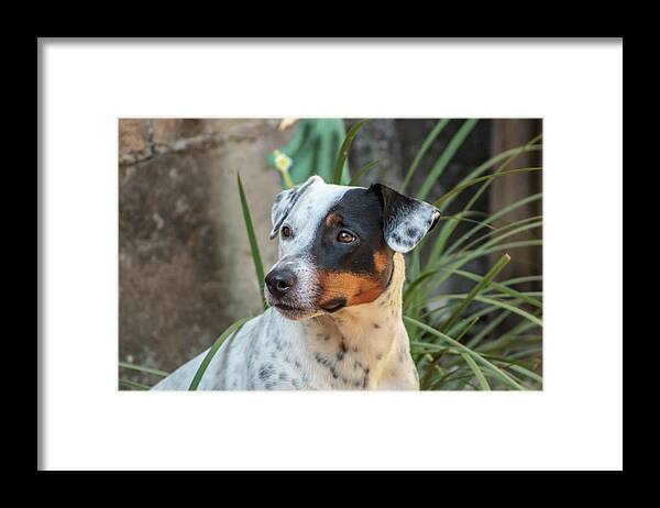 Dog Framed Print featuring the photograph Best Friend by Fred Boehm