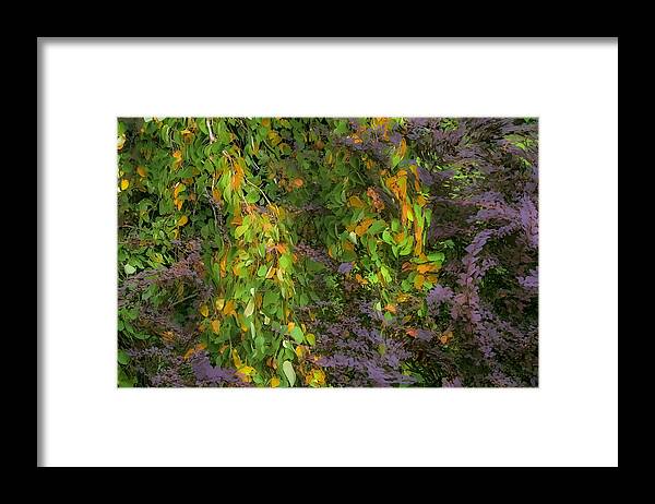 Trees Framed Print featuring the photograph Beth's Swirling Katsura Tree by Saxon Holt