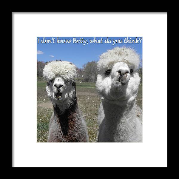 Alpaca Framed Print featuring the photograph Betty what do you think by Kim Galluzzo Wozniak