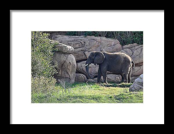 Animals Framed Print featuring the photograph Between a Rock and a Hard Place by Jan Amiss Photography