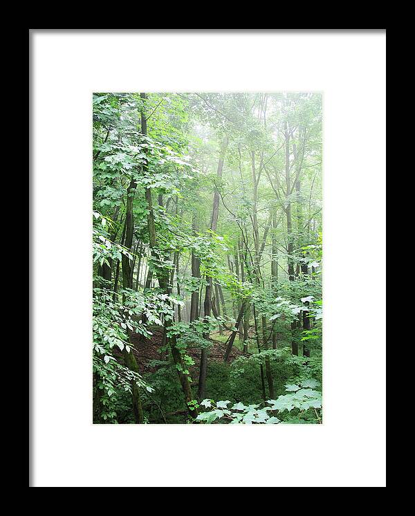 Pier Cove Framed Print featuring the photograph Beyond The Misty Forest by Kathi Mirto