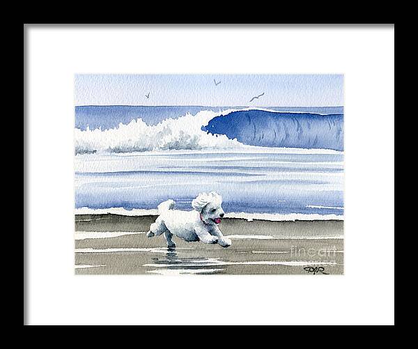 Bichon Framed Print featuring the painting Bichon Frise At The Beach by David Rogers