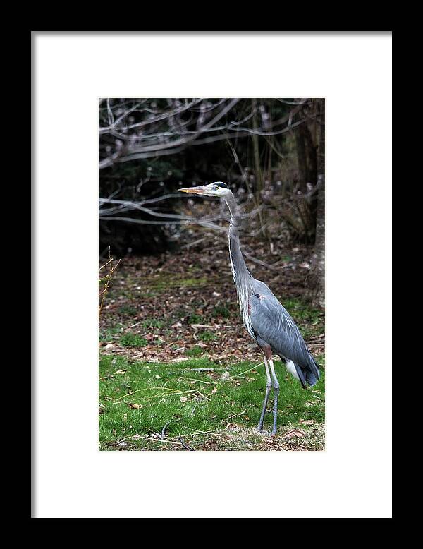 Birds Framed Print featuring the photograph Big Bird Is Back by Trina Ansel