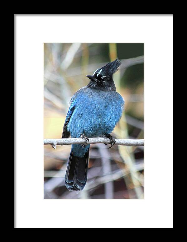 Steller's Jay Framed Print featuring the photograph Big Blue by Shane Bechler