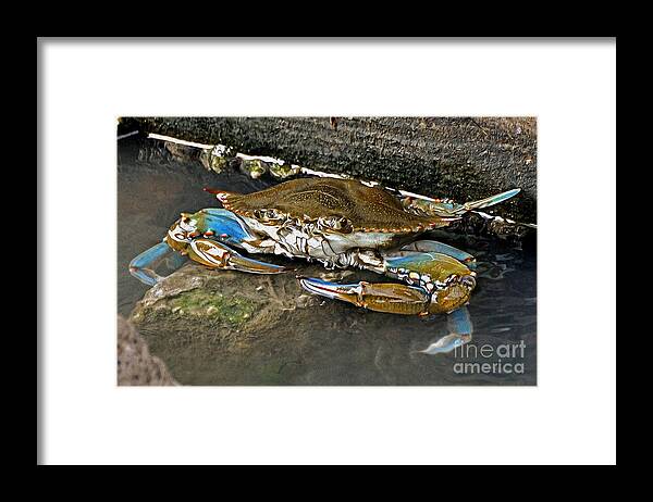 Crab Framed Print featuring the photograph Big Blue by Kathy Baccari