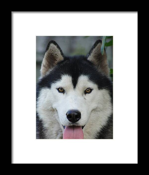 Siberian Husky Framed Print featuring the photograph Big Boi by Lynda Dawson-Youngclaus