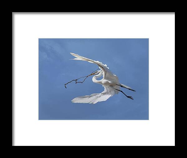 Great Egret Framed Print featuring the photograph Big Branch 2 by Fraida Gutovich