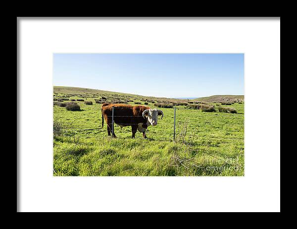 Wingsdomain Framed Print featuring the photograph Big Bull At Point Reyes National Seashore California DSC4884 by Wingsdomain Art and Photography