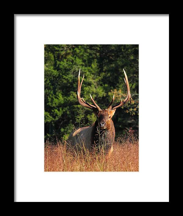 Big Bull Elk Framed Print featuring the photograph Big Bull Elk Up Close in Lost Valley by Michael Dougherty