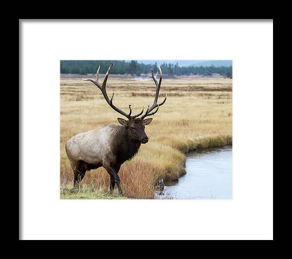 Elk Framed Print featuring the photograph Big Bull Elk by Wesley Aston