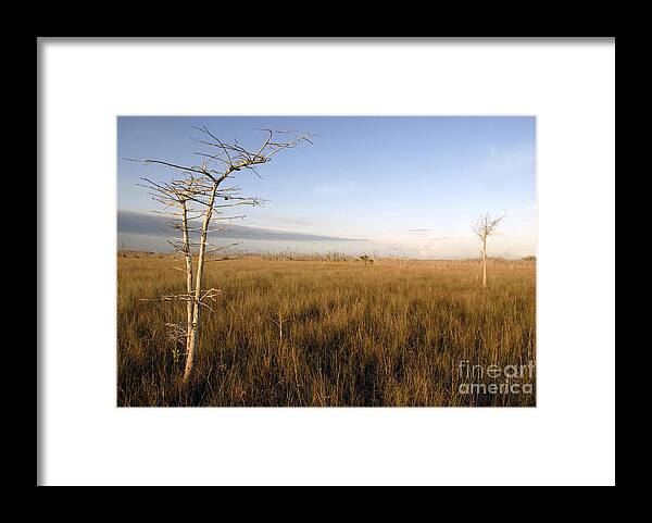 Bald Cypress Framed Print featuring the photograph Big Cypress by David Lee Thompson