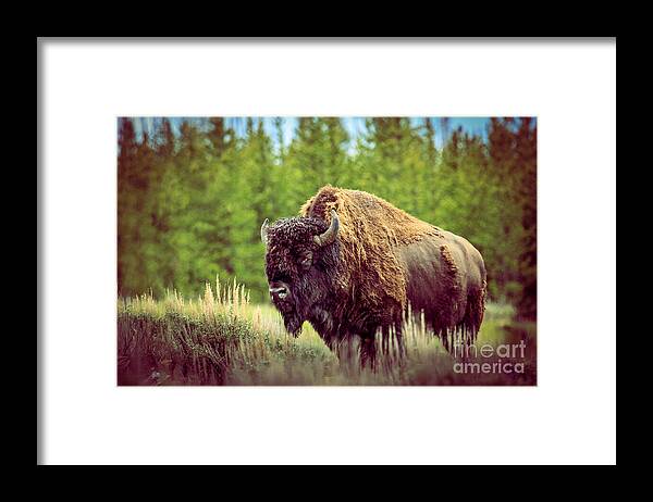 Mammal Framed Print featuring the photograph Big Daddy by Robert Bales