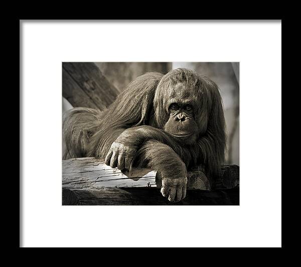 Orangutang Framed Print featuring the photograph Big Hands II by Steven Sparks