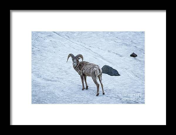 Snow Framed Print featuring the photograph Big Horn Sheep by Brandon Bonafede