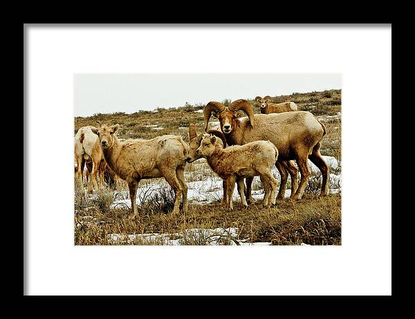Big Horn Sheep Framed Print featuring the photograph Big Horn Sheep by Greg Norrell
