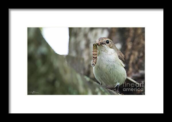 Pied Flycatcher Framed Print featuring the photograph Big Meal by Torbjorn Swenelius