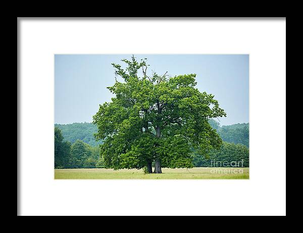 Beautiful Framed Print featuring the photograph Big old oak tree on a meadow by Ragnar Lothbrok