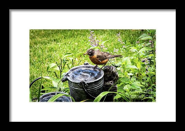 Plumage Framed Print featuring the photograph Big Red by Deborah Klubertanz